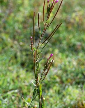 Fotografia 8 da espécie Epilobium parviflorum no Jardim Botânico UTAD