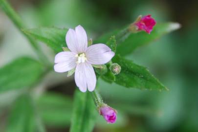 Fotografia da espécie Epilobium parviflorum