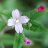 Fotografia 9 da espécie Epilobium parviflorum do Jardim Botânico UTAD