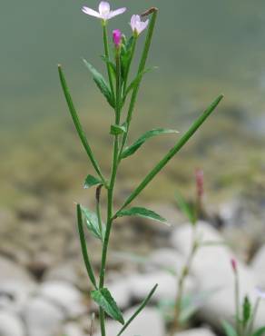 Fotografia 10 da espécie Epilobium parviflorum no Jardim Botânico UTAD