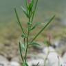 Fotografia 10 da espécie Epilobium parviflorum do Jardim Botânico UTAD