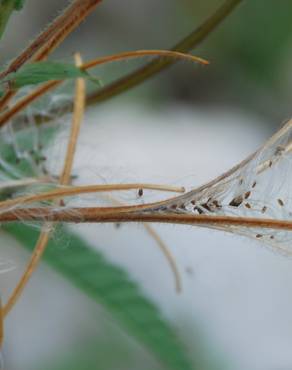 Fotografia 11 da espécie Epilobium parviflorum no Jardim Botânico UTAD