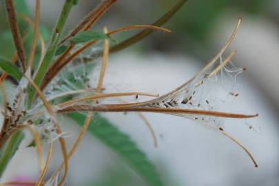 Fotografia da espécie Epilobium parviflorum