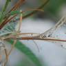 Fotografia 11 da espécie Epilobium parviflorum do Jardim Botânico UTAD