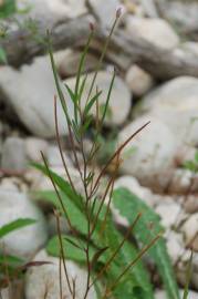 Fotografia da espécie Epilobium parviflorum