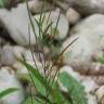 Fotografia 12 da espécie Epilobium parviflorum do Jardim Botânico UTAD