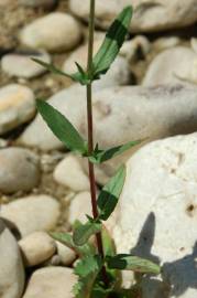 Fotografia da espécie Epilobium parviflorum