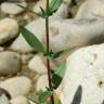 Fotografia 13 da espécie Epilobium parviflorum do Jardim Botânico UTAD