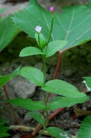 Fotografia da espécie Epilobium parviflorum