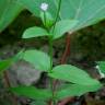 Fotografia 15 da espécie Epilobium parviflorum do Jardim Botânico UTAD