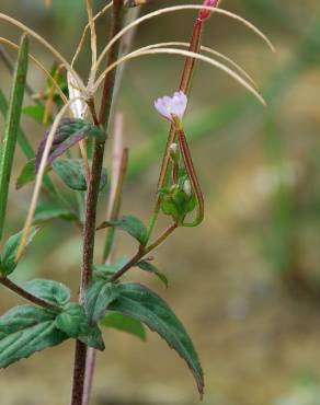 Fotografia 16 da espécie Epilobium parviflorum no Jardim Botânico UTAD