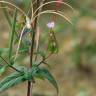 Fotografia 16 da espécie Epilobium parviflorum do Jardim Botânico UTAD