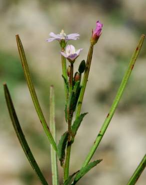 Fotografia 17 da espécie Epilobium parviflorum no Jardim Botânico UTAD