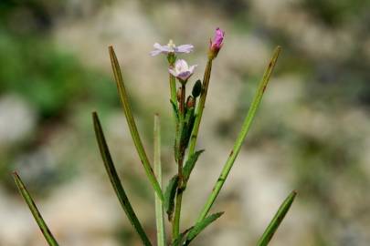 Fotografia da espécie Epilobium parviflorum