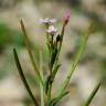 Fotografia 17 da espécie Epilobium parviflorum do Jardim Botânico UTAD