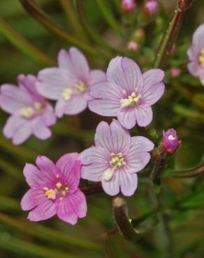 Fotografia 18 da espécie Epilobium parviflorum no Jardim Botânico UTAD