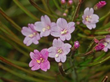 Fotografia da espécie Epilobium parviflorum