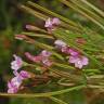 Fotografia 19 da espécie Epilobium parviflorum do Jardim Botânico UTAD