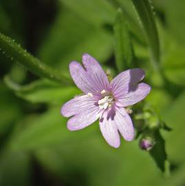 Fotografia da espécie Epilobium parviflorum