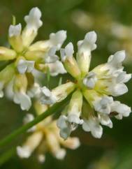 Dorycnium pentaphyllum