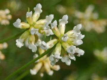 Fotografia da espécie Dorycnium pentaphyllum