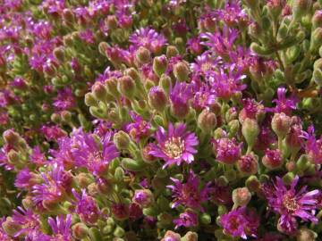 Fotografia da espécie Drosanthemum floribundum