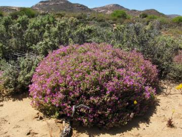 Fotografia da espécie Drosanthemum floribundum