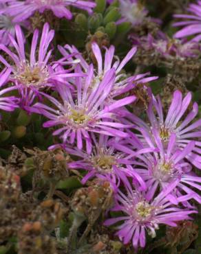 Fotografia 6 da espécie Drosanthemum floribundum no Jardim Botânico UTAD