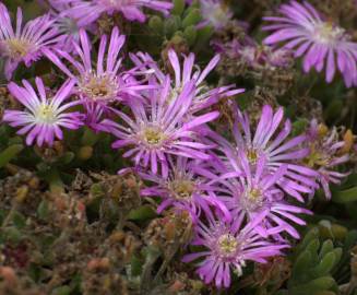 Fotografia da espécie Drosanthemum floribundum