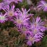 Fotografia 6 da espécie Drosanthemum floribundum do Jardim Botânico UTAD