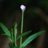 Fotografia 4 da espécie Epilobium tetragonum subesp. tetragonum do Jardim Botânico UTAD