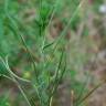 Fotografia 10 da espécie Epilobium tetragonum subesp. tetragonum do Jardim Botânico UTAD