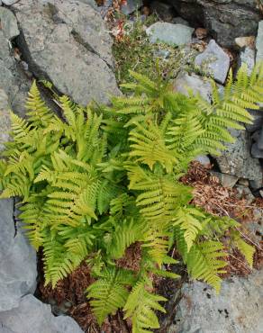 Fotografia 5 da espécie Dryopteris filix-mas no Jardim Botânico UTAD