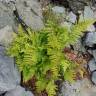 Fotografia 5 da espécie Dryopteris filix-mas do Jardim Botânico UTAD