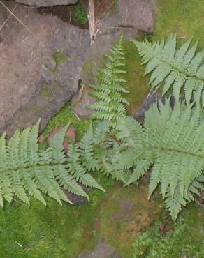 Fotografia 6 da espécie Dryopteris filix-mas no Jardim Botânico UTAD