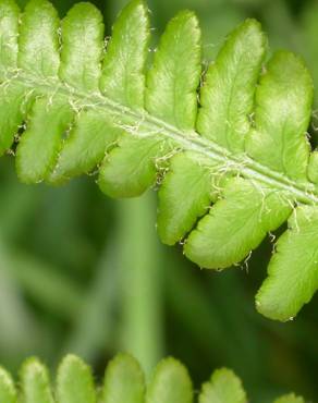 Fotografia 7 da espécie Dryopteris filix-mas no Jardim Botânico UTAD