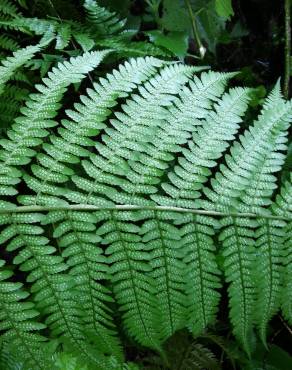 Fotografia 8 da espécie Dryopteris filix-mas no Jardim Botânico UTAD