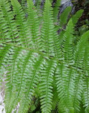 Fotografia 9 da espécie Dryopteris filix-mas no Jardim Botânico UTAD