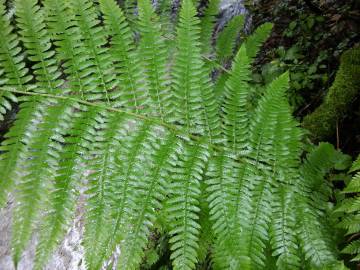 Fotografia da espécie Dryopteris filix-mas