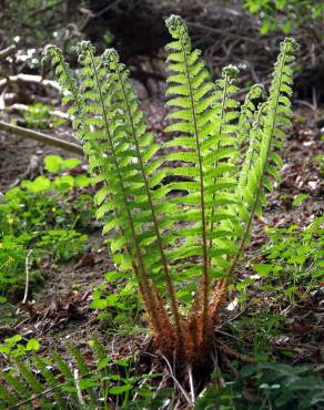 Fotografia 10 da espécie Dryopteris filix-mas no Jardim Botânico UTAD