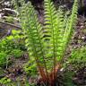 Fotografia 10 da espécie Dryopteris filix-mas do Jardim Botânico UTAD