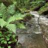 Fotografia 11 da espécie Dryopteris filix-mas do Jardim Botânico UTAD