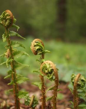 Fotografia 12 da espécie Dryopteris filix-mas no Jardim Botânico UTAD