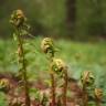 Fotografia 12 da espécie Dryopteris filix-mas do Jardim Botânico UTAD