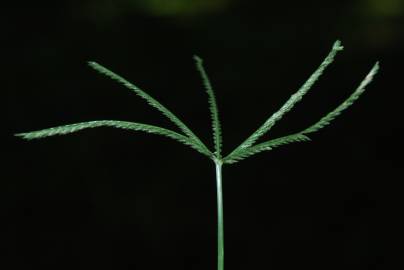 Fotografia da espécie Eleusine indica