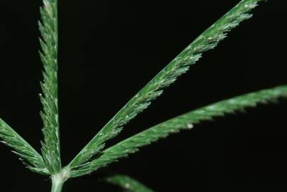 Fotografia da espécie Eleusine indica