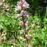 Fotografia 10 da espécie Orobanche crenata do Jardim Botânico UTAD