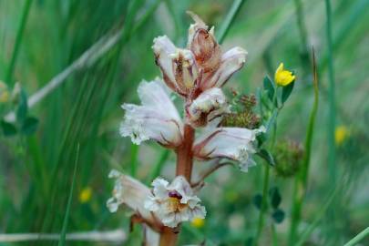 Fotografia da espécie Orobanche minor