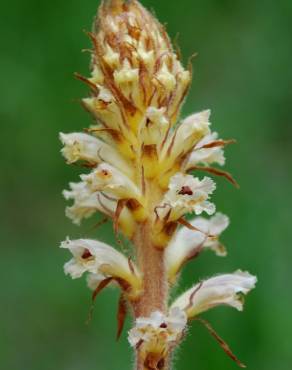 Fotografia 1 da espécie Orobanche minor no Jardim Botânico UTAD