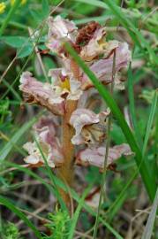 Fotografia da espécie Orobanche minor